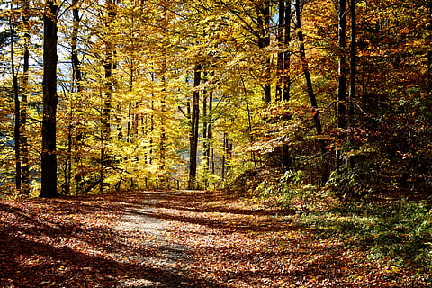 secco, le foglie, alto, giallo, alberi, autunno, lontano, foresta, natura, rosso, pista, paesaggio, colori autunnali, colore di caduta, umore, emergere, ottobre, autunno dorato, d'oro, cielo, colorato, sentiero nel bosco, foresta decidua, Alta Baviera, Chiemgau, atmosferico, romantico, luce del sole, albero, pianta, terra, la tranquillità, la strada davanti, bellezza nella natura, direzione, scena tranquilla, crescita, modificare, scena non urbana, giorno, tronco, scenics - natura, tronco d'albero, sentiero, nessuno, bosco, all'aperto, 5K