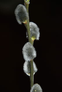 sort, påske, pels, sort, påske, plante, fisse pil, ingen mennesker, natur, blomst, vækst, skønhed i naturen, tæt på, skrøbelighed, sårbarhed, plantestamme, blomstrende plante, studio skud, begyndelser, friskhed, nyt liv, knop, sort baggrund, udendørs, blomsterhoved, blødhed, 4K, CC0, offentligt domæne, royaltyfrie
