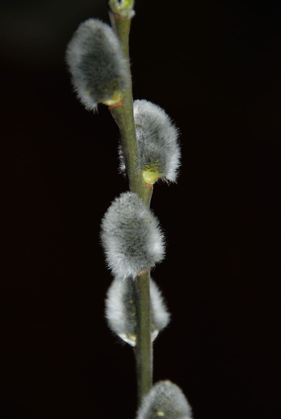 sort, påske, pels, sort, påske, plante, fisse pil, ingen mennesker, natur, blomst, vækst, skønhed i naturen, tæt på, skrøbelighed, sårbarhed, plantestamme, blomstrende plante, studio skud, begyndelser, friskhed, nyt liv, knop, sort baggrund, udendørs, blomsterhoved, blødhed, 4K