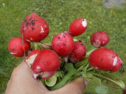 Rettich, Rosa, Gemüse, Frühling, Ernte, menschliche Hand, gesundes Essen, Essen und Trinken, Lebensmittel, Obst, Hand, menschliches Körperteil, Frische, halten, Wohlbefinden, eine Person, Nahansicht, rot, Pflanze, Lebensstile, echte Menschen, Natur, Finger, nicht erkennbare Person, reif, 4K, CC0, gemeinfrei, lizenzfrei