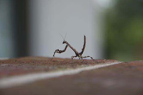 vika, rukoilla, rukoilijasirkka, lähikuva, rukoile mantis, eläinten teemoja, eläinten villieläimet, eläimiä, yksi eläin, valikoiva tarkennus, hämähäkki, selkärangaton, hyönteinen, eläin, päivä, ei ihmisiä, niveljalkaisten, luonto, ulkona, arachnid, eläimen kehon osa, eläimen jalka, seinänrakennusominaisuus, muurahainen, pinnan tasolle, 5K, CC0, public domain, rojaltivapaa