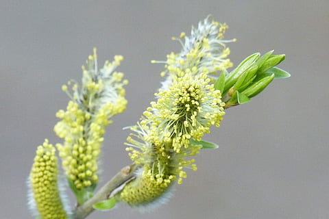 Hazelnut, Inflorescence, Blossom, Bloom, plant, yellow, spring, green color, studio shot, flower, close-up, freshness, flowering plant, indoors, nature, growth, no people, beauty in nature, vulnerability, fragility, flower head, food, plant stem, bud, petal, flower arrangement, sepal, 4K, CC0, public domain, royalty free