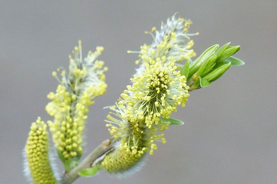 hazelnoot, bloeiwijze, bloesem, bloeien, fabriek, geel, de lente, groene kleur, studio opname, bloem, detailopname, versheid, bloeiende plant, binnenshuis, natuur, groei, geen mensen, schoonheid in de natuur, kwetsbaarheid, breekbaarheid, bloemhoofd, voedsel, plant stengel, knop, bloemblad, bloemstuk, kelkblad, 4K
