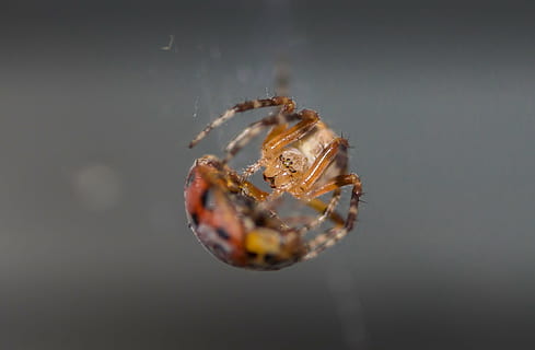 aranya, marieta, macro, temes d'animals, primer pla, un animal, animal, fauna animal, animals a la natura, insecte, invertebrat, artròpode, cap gent, tir de l'estudi, aràcnids, naturalesa, a l'aire lliure, zoologia, dia, teranyina, còpia espai, 1080P, CC0, domini públic, lliure de regalies
