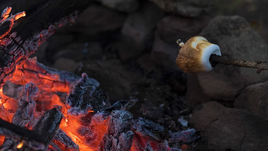 grilovaný, ibišek, ohniště, spálené dřevěné uhlí, les, oheň, smore, kempování, barva, ember, hořící, požár - přírodní jev, plamen, Příroda, nikdo, teplota - teplota, detail, venku, den, táborák, jídlo, log, dřevo - materiál, popel, Spálený, pevný, zvířat, rock - objekt, 4K