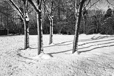 arbres, arbres nus, hivern, neu, cercle d’arbres, quatre arbres, arbres d’hivern, nua, Stark, parc, sol, dia assolellat d’hivern, bw, monocroma, escala de grisos, arbre, temperatura de fred, planta, terra, naturalesa, dia, camp, tranquil·litat, cobertura, bellesa a la natura, cap gent, arbre nu, tronc, tronc de l'arbre, swing, paisatge, a l'aire lliure, equip de joc a l'aire lliure, 4K, CC0, domini públic, lliure de regalies