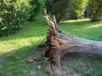převrácený, zlomený, bouřka, škody způsobené bouří, strom, vykořeněno, zkroucený, vpřed, zničeny, zrušeno, Příroda, les, venku, tráva, rostlina, kufr, kmen stromu, přistát, růst, klid, den, dřevo - materiál, nikdo, zelená barva, dřevo, pole, kůra, log, mrtvá rostlina, naplavené dříví, 4K, CC0, veřejná doména, bez autorských práv
