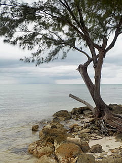 strand, grene, Sky, kyst, mørke skyer, horisont, natur, ocean, udendørs, klipper, rocky shore, rockyscape, rødder, sand, naturskøn, hav, marinemaleri, kysten, træ, vand, vejr, skønhed i naturen, ro, plante, scenics - natur, rolig scene, himmel, jord, ingen mennesker, sky - himmel, dag, horisont over vand, klippe, træstamme, ikke-urbane scene, drivtømmer, død plante, 4K, CC0, offentligt domæne, royaltyfrie
