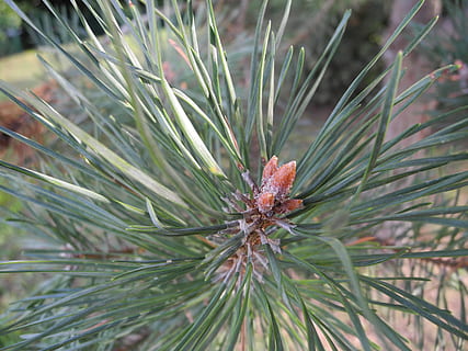 pijnboom, points, macro, natuur, fabriek, dennenboom, groene kleur, naaldboom, dag, groei, detailopname, één dier, focus op de voorgrond, geen mensen, naald - plantdeel, dierlijke thema's, boom, Pinaceae, schoonheid in de natuur, dier, buitenshuis, dennenappel, dierenleven, 2K, CC0, publiek domein, royaltyvrij