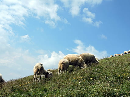 får, grøn, skyer, himmel, græs, pattedyr, dyre temaer, dyr, plante, husdyr, sky - himmel, gruppe af dyr, indenlandske, jord, kæledyr, Mark, græsning, hvirveldyr, natur, ingen mennesker, dag, udendørs, planteædende, flok, 4K, CC0, offentligt domæne, royaltyfrie