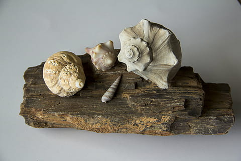 muslingeskaller, konk, skal, marine, spiralformet, strand, studio skud, indendørs, stilleben, ingen mennesker, tæt på, grå, to objekter, mad, grå baggrund, grøntsag, hvid baggrund, mad og drikke, natur, solid, friskhed, sund kost, høj vinkel visning, historie, træ - materiale, fortiden, 5K, CC0, offentligt domæne, royaltyfrie