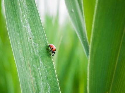 lady bug, list trávy, zelená, Chyba, tráva, list, Příroda, brouk, hmyz, bezobratlý, zvířat, rostlina, zvíře, slunéčko sedmitečné, zelená barva, jednoho zvířete, zvířata ve volné přírodě, rostlinné části, detail, zaměřit se na popředí, nikdo, krása v přírodě, venku, den, malý, stéblo trávy, 1080P, CC0, veřejná doména, bez autorských práv