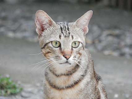 gatto, animali, selvaggio, gatto domestico, guardando la fotocamera, ritratto, un animale, temi animali, felino, animali domestici, mammifero, domestico, vertebrato, concentrarsi sulle conoscenze acquisite, nessuno, avvicinamento, baffo, giorno, strada, soriano, occhio animale, occhi gialli, 2K, CC0, dominio pubblico, privo di copyright