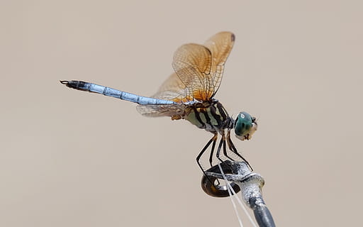 niebieski, Dragonfly perching, czarny, trzon, smok mucha, owad, makro, pluskwa, latający, kolorowy, ważka, Zielony, skrzydełka, Natura, dzikiej przyrody, planeta zwierząt, tematy zwierzęce, bezkręgowy, zwierzę, jedno zwierzę, skrzydło zwierzęce, zwierzęca przyroda, zwierzęta na wolności, zbliżenie, studio strzał, część ciała zwierzęcia, żadnych ludzi, zoologia, perching, widok z boku, damselfly, Gałązka, oko zwierzęcia, 1080P, CC0, domena publiczna, darmowe zdjęcia