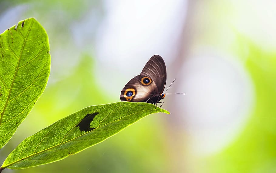 tancar, foto, marró, papallona búho, posat, full, insecte, janome chow, descans, selva tropical, illes halmahera, indonèsia, un animal, temes d'animals, fauna animal, animals a la natura, primer pla, color verd, cap gent, planta, animal, invertebrat, part de la planta, bellesa a la natura, naturalesa, ala dels animals, papallona - insecte, part del cos dels animals, medi ambient, centrar-se en primer pla, a l'aire lliure, petit, 2K