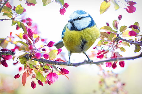 superficial, fotografía de enfoque, blanco, verde, pájaro, rama de árbol, pájaro de primavera, primavera, azul, árbol en flor, naturaleza, rama, árbol, vistoso, amarillo, rosado, flor, un animal, posado, belleza en la naturaleza, temas de animales, planta, animal, vertebrado, fauna animal, animales en la naturaleza, planta floreciendo, nadie, crecimiento, frescura, de cerca, fragilidad, al aire libre, flor de cerezo, Cerezo, 5K