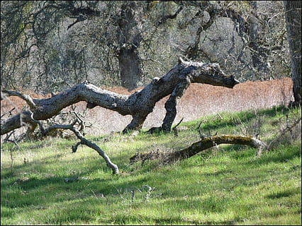 registre, arbre, caigut, mort, bosc, medi ambient, ecologia, ecosistema, planta, terra, naturalesa, herba, cap gent, dia, creixement, camp, tranquil·litat, bellesa a la natura, a l'aire lliure, escena tranquil·la, paisatge, llum solar, tronc de l'arbre, tronc, caient, fusta, planta morta, fusta flotant, 2K, CC0, domini públic, lliure de regalies