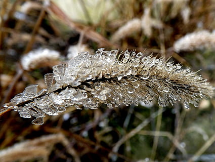 græs, iset, plante, isvand, vinter, is, vand, dråbe, kold, natur, et dyr, dyr i naturen, ingen mennesker, dyreliv, tæt på, kold temperatur, skønhed i naturen, fokus på forgrunden, Frosset, dag, vækst, sne, frost, hvid farve, ro, udendørs, sårbarhed, dug, 2K, CC0, offentligt domæne, royaltyfrie