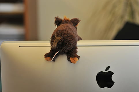 obrazovka, jablko, loga, mac, vycpané zvíře, imac, kancelář, měkká hračka, maskot, zvířat, zvíře, savec, jednoho zvířete, domácí, domácí mazlíčci, domácí zvířata, uvnitř, nikdo, obratlovců, hlodavec, zaměřit se na popředí, zastoupení zvířat, plná délka, detail, stůl, mladé zvíře, nábytek, den, hnědý, 4K, CC0, veřejná doména, bez autorských práv