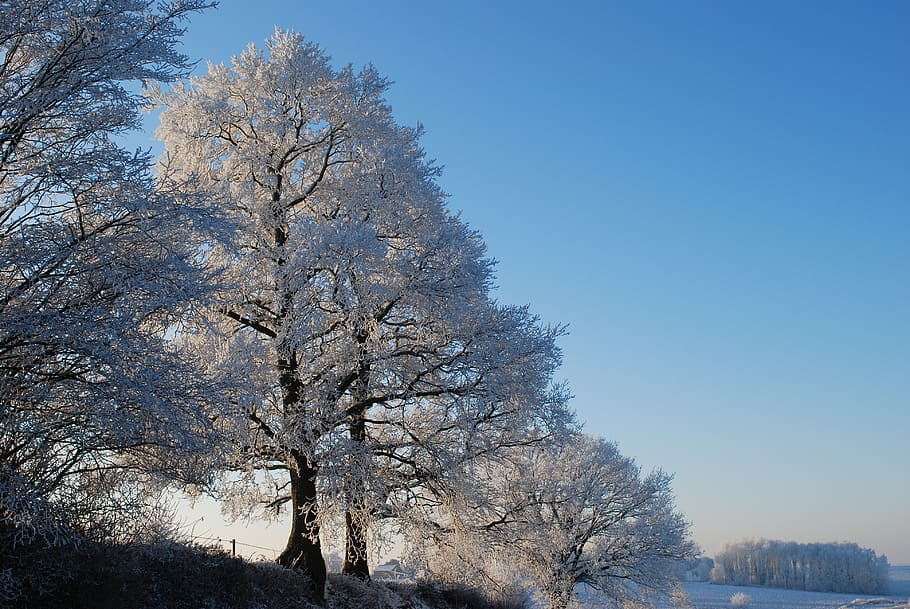 Příroda, led, strom, zimní, gel, Studený, stromy, krajiny, mráz, sníh, rostlina, studená teplota, nebe, krása v přírodě, nikdo, klid, scenics - příroda, čisté nebe, den, růst, klidné scény, zamrzlý, větev, holý strom, bílá barva, venku, 4K