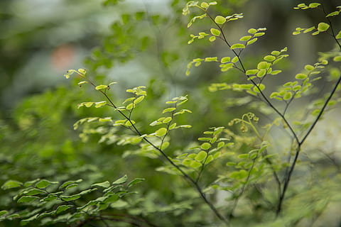 tiny, leaves, botanical, green, leaf, nature, small, plant, life, summer, natural, spring, macro, garden, fresh, environment, flora, close, herb, tree, color, wildlife, tropical, outdoors, freshness, green Color, growth, plant part, day, beauty in nature, no people, selective focus, close-up, focus on foreground, food and drink, field, land, food, tranquility, 5K, CC0, public domain, royalty free