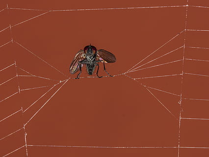 volare, intrappolati, ragnatela, trappola, preda, selvaggio, attacco, natura, animali, insetti, fotografia, bug, intrappolando, temi animali, insetto, invertebrato, animale, un animale, fauna selvatica, animali allo stato selvatico, artropodo, aracnide, fragilità, ragno, avvicinamento, concentrarsi sulle conoscenze acquisite, giorno, nessuno, zoologia, all'aperto, vulnerabilità, gamba animale, ala animale, 2K, CC0, dominio pubblico, privo di copyright