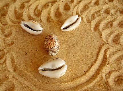Gesicht, Muscheln, Sand, keine Leute, drinnen, Nahansicht, Süßes Essen, Frische, Tag, Strand, Land, Tierwelt, Muster, Muschel, Schale, Tier, Tierhülle, High Angle View, Natur, Tierthemen, Schönheit in der Natur, Meer, direkt darüber, Stillleben, natürliches Muster, Marine, unterseeisch, 2K, CC0, gemeinfrei, lizenzfrei