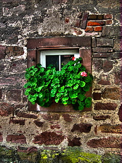 grøn, bladplanter, hvid, træ-, glaspanel vinduesrude, væg, sten-, vindue, gammel, vedbend, blomster, blikfanger, murbygningsfunktion, arkitektur, hus, mursten, bygning udvendig, facade, bygget struktur, plante, vækst, natur, ingen mennesker, dag, grøn farve, bygning, murstens væg, blomst, udendørs, plante del, Stenmur, blad, vindues boks, 2K, CC0, offentligt domæne, royaltyfrie