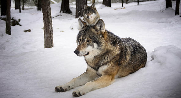 zwei, braun, Wölfe, Schnee Gelände, Schnee, Raubtiere, Wolf, Winter, Zoo, Fleischesser, Tierwelt, Tiere, Hund, grauer Wolf, Tier, Natur, Fleischfresser, Säugetier, kalte Temperatur, draußen, Tierthemen, ein Tier, Tiere in freier Wildbahn, Wirbeltier, keine Leute, Haustiere, Eckzahn, Tag, Baum, schneit, 4K, CC0, gemeinfrei, lizenzfrei