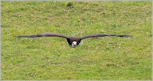 buzzard, falcó, espectacle, ocell, volar, ales, ploma, vida salvatge, bec, salvatge, dom, a l'aire lliure, aviària, majestuós, criatura, desert, naturalesa, mamífer, vertebrats, animal, un animal, animals a la natura, fauna animal, herba, temes d'animals, cap gent, ales separades, volant, dia, planta, color verd, a l'aire, moviment, terra, camp, 1080P, CC0, domini públic, lliure de regalies