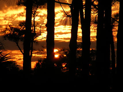 florida, solnedgang, skyer, himmel, silhuetter, natur, utenfor, tre, trær, skog, landlig, skogen, punta gorda, skogbrann, silhouette, trestamme, anlegg, land, skjønnhet i naturen, rolig scene, naturskjønnhet - natur, vekst, stamme, ro, ingen folk, oransje farge, ikke-urbane scene, sollys, utendørs, 2K, CC0, offentlig domene, opphavsrett gratis