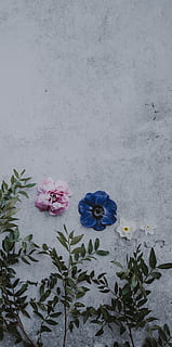Blumenhintergrund, drei, Rosa, Blau, Weiß, Blütenblätter, Hintergrund, Beton, grau, Blumen, Blume, blühende Pflanze, Pflanze, Frische, Blütenblatt, Zerbrechlichkeit, Schönheit in der Natur, Verletzlichkeit, Natur, Blütenkopf, keine Leute, Blütenstand, Wachstum, Pflanzenteil, Wandbau - Funktion, Blatt, Nahansicht, High Angle View, drinnen, pinke Farbe, 4K, CC0, gemeinfrei, lizenzfrei