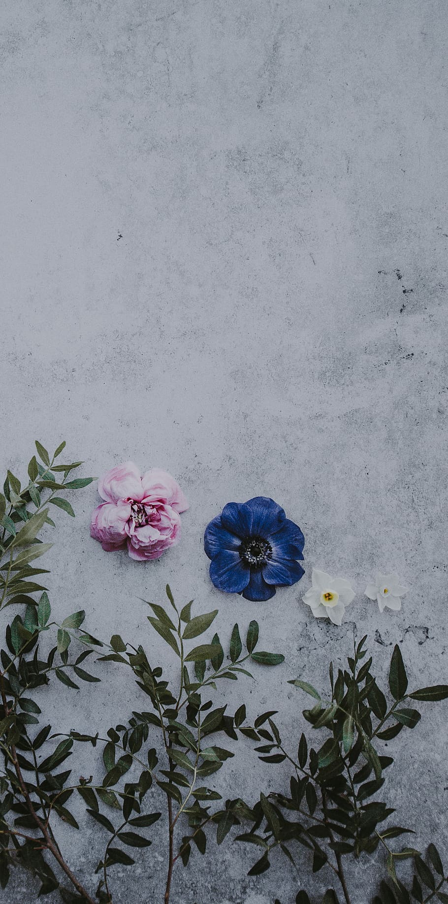 Blumenhintergrund, drei, Rosa, Blau, Weiß, Blütenblätter, Hintergrund, Beton, grau, Blumen, Blume, blühende Pflanze, Pflanze, Frische, Blütenblatt, Zerbrechlichkeit, Schönheit in der Natur, Verletzlichkeit, Natur, Blütenkopf, keine Leute, Blütenstand, Wachstum, Pflanzenteil, Wandbau - Funktion, Blatt, Nahansicht, High Angle View, drinnen, pinke Farbe, 4K