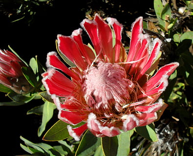 protea, rosa, flor, florir, floral, pètals, naturalesa, jardí, botànic, Sud-Àfrica, africà, exòtic, abella, nadiu, fynbos, botànica, vibrant, planta, planta amb flors, frescor, creixement, vulnerabilitat, fragilitat, bellesa a la natura, pètal, inflorescència, cap de flor, primer pla, cap gent, full, color rosa, pol·len, part de la planta, vermell, primavera, gota de pluja, 1080P, CC0, domini públic, lliure de regalies