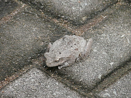 pad, camouflage, verbergen, discreet, zich aanpassen, inschakelen, in overeenstemming brengen, hoge hoekmening, dierenleven, dier, dierlijke thema's, geen mensen, dieren in het wild, één dier, detailopname, dag, natuur, getextureerde, zand, land-, buitenshuis, solide, grijs, steen, rots, beton, 2K, CC0, publiek domein, royaltyvrij