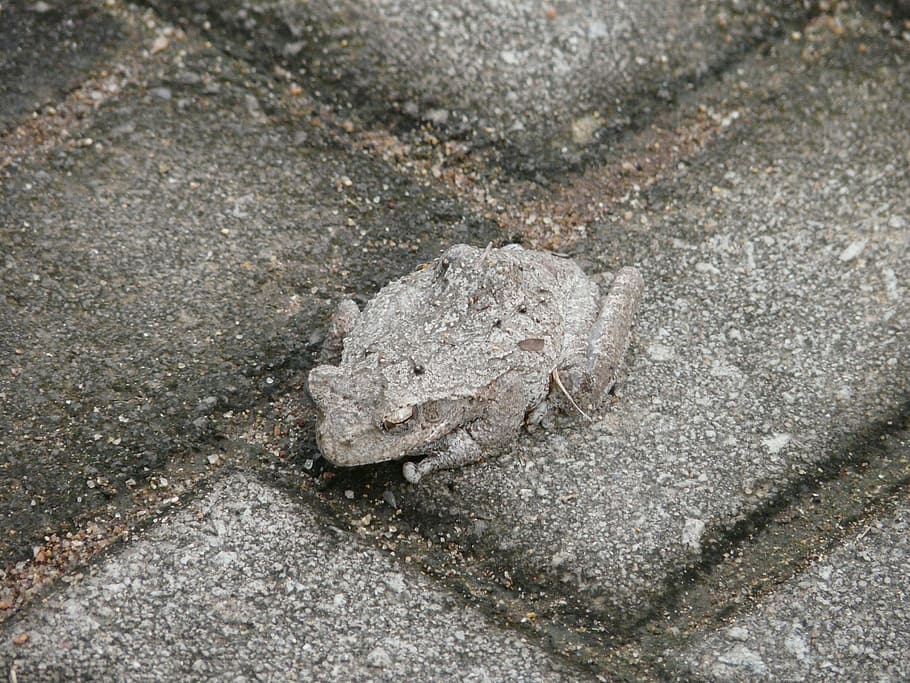 gripau, camuflatge, amagar-se, discreta, adaptar-se, sintonitzar, vista d’angle alt, fauna animal, animal, temes d'animals, cap gent, animals a la natura, un animal, primer pla, dia, naturalesa, textura, sorra, terra, a l'aire lliure, sòlid, gris, pedra, rock, concret, 2K