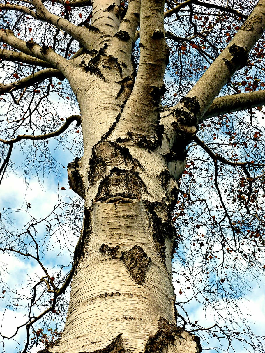 birk, træ, løvfældende træ, have træ, stamme, æstetisk, bark, natur, efterår, log, op mod himlen, himlen og skyer, grene, træstamme, bagagerum, plante, lav vinkel visning, afdeling, himmel, ingen mennesker, ro, vækst, bare træ, skønhed i naturen, dag, udendørs, høj - høj, sollys, sky - himmel, tekstureret, direkte under, 4K