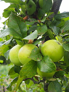 æble, æbletræ, frugt, træ, kernobst gewaechs, blade, grønt æble, tæt, sund kost, mad og drikke, mad, grøn farve, blad, plante del, friskhed, vækst, plante, velvære, tæt på, ingen mennesker, natur, dag, æble - frugt, fokus på forgrunden, frugt træ, udendørs, moden, 4K, CC0, offentligt domæne, royaltyfrie