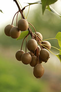 Pera, Fruta, rizoma, naturaleza, comida, árbol, agricultura, hoja, alimentación saludable, comida y bebida, crecimiento, planta, de cerca, nadie, frescura, centrarse en primer plano, día, parte de la planta, bienestar, colgando, color verde, kiwi, al aire libre, maduro, 5K, CC0, dominio público, libre de derechos