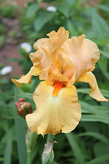 Iris, Pfirsich, Blüte, Frühling, Blütenblatt, Pfirsich, Frühling, Blume, Garten, Blühen, bunt, blüht, Blumen-, Rüschen-, Zunge, weich, Zerbrechlichkeit, Nahansicht, Blütenkopf, Pflanze, blühende Pflanze, Verletzlichkeit, Schönheit in der Natur, Wachstum, Frische, Blütenstand, Fokus auf den Vordergrund, Natur, Tag, keine Leute, Gelb, Pollen, Botanik, draußen, Iris - Pflanze, 2K, CC0, gemeinfrei, lizenzfrei