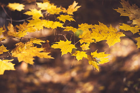 selektiv, fokus fotografering, ahorn, blade, Brun, makro skud, efterår, blad, ahorn blad, sæson-, grene, afdeling, Skov, træ, farve, gul, plante del, plante, natur, skønhed i naturen, lave om, ingen mennesker, ahorntræ, tæt på, baggrunde, udendørs, ro, jord, Mark, sollys, efterårssamling, 2K, CC0, offentligt domæne, royaltyfrie