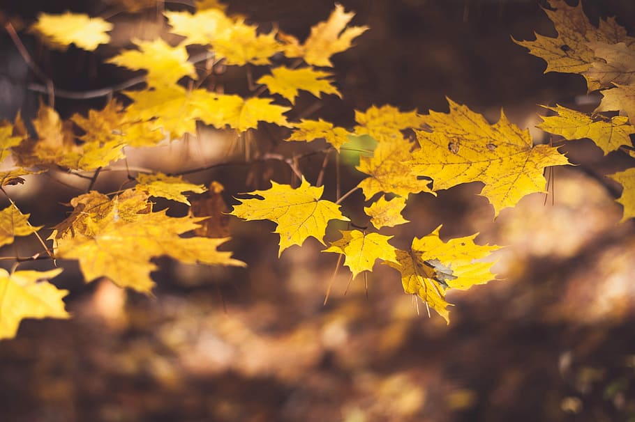 selektiv, fokus fotografering, ahorn, blade, Brun, makro skud, efterår, blad, ahorn blad, sæson-, grene, afdeling, Skov, træ, farve, gul, plante del, plante, natur, skønhed i naturen, lave om, ingen mennesker, ahorntræ, tæt på, baggrunde, udendørs, ro, jord, Mark, sollys, efterårssamling, 2K