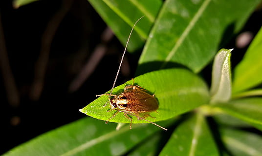 barata, barata alemã, inseto, erro, insectóide, praga, enfadonho, repugnante, desgosto, rastejando, antena, fechar-se, inseto voador, inseto com asas, noite, sai, oleandro, incômodo, infestação, infestar, entomologia, artrópode, blattodea, temas animais, animal, animais selvagens, um animal, invertebrado, folha, parte da planta, animais em estado selvagem, cor verde, natureza, ninguém, focar em primeiro plano, plantar, parte do corpo animal, ao ar livre, beleza na natureza, dia, foco seletivo, asa animal, 2K, CC0, domínio público, royalty free