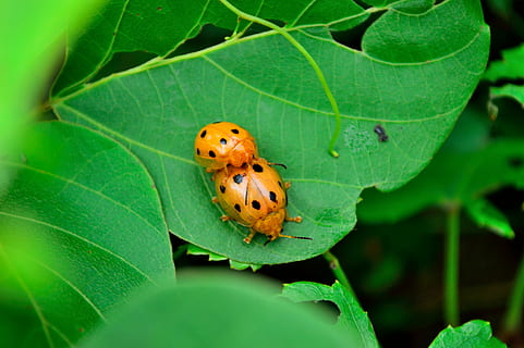 lieveheersbeestje, insect, paring, deel van de plant, blad, één dier, dierenleven, dier, dieren in het wild, groene kleur, fabriek, ongewerveld, dierlijke thema's, detailopname, natuur, kever, geen mensen, dag, selectieve aandacht, buitenshuis, groei, 5K, CC0, publiek domein, royaltyvrij