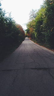 empty, road, trees, white, sky, gray, concrete, green, daytime, paved, pathway, green leaf, path, tree, forest, nature, outdoors, street, asphalt, footpath, landscape, green Color, no People, rural Scene, the way forward, day, plant, direction, transportation, diminishing perspective, tranquility, vanishing point, growth, beauty in nature, empty road, sunlight, tranquil scene, 2K, CC0, public domain, royalty free