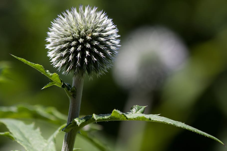 card de globus, echinops, composites, flora, planta, verd, blau, flor, planta amb flors, bellesa a la natura, creixement, frescor, primer pla, fragilitat, naturalesa, vulnerabilitat, centrar-se en primer pla, cap gent, color verd, cap de flor, a l'aire lliure, inflorescència, card, dia, tija de la planta, primavera, porpra, 4K