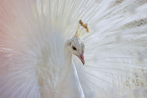 albino påfugl, dyre temaer, dyr, et dyr, fugl, hvirveldyr, dyreliv, dyr i naturen, påfugl, hvid farve, ingen mennesker, tæt på, dyr kropsdel, fjer, natur, påfuglefjer, dyr hoved, skønhed i naturen, udendørs, fokus på forgrunden, dag, renhed, munden åben, 4K, CC0, offentligt domæne, royaltyfrie