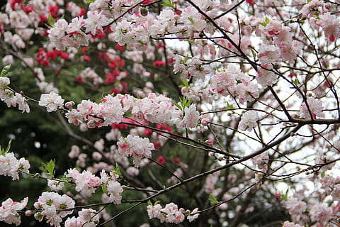 Sakura, Frühling, Tokyo, Kirsche, blühen, Blume, Garten, Grün, Shinjuku Gyoen, bunt, Rosa, natürlich, Park, Natur, Baum, blühende Pflanze, Pflanze, Frische, Zerbrechlichkeit, Wachstum, Schönheit in der Natur, Verletzlichkeit, Ast, pinke Farbe, Fokus auf den Vordergrund, Botanik, keine Leute, Kirschblüte, Tag, Nahansicht, Kirschbaum, Blütenkopf, draußen, Pflaumenblüte, 5K, CC0, gemeinfrei, lizenzfrei