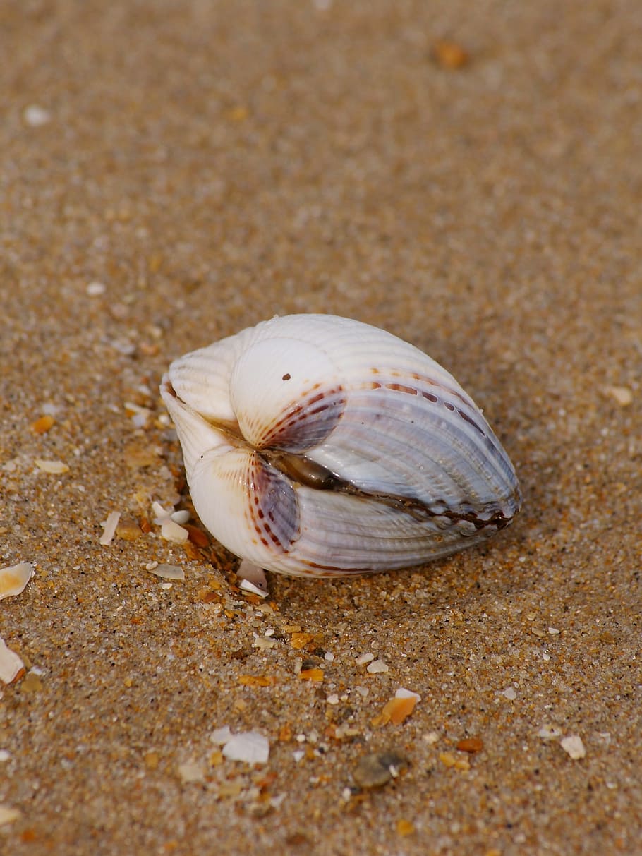 shell, strand, strand, sand, sand, hav, ferie, natur, skal, strand, sand, hav, sommer, strand sand, maritim, muslingeskal, dekorative, i live, skønhed, sandstrand, sø, dyreskal, ferier, kystlinje, rejse, hav liv, tropisk klima, dyr, tæt på, ingen mennesker, et dyr, eremitkrebs, krabbe, dyre temaer, dyreliv, jord, dyr i naturen, dag, marine, krebsdyr, selektiv fokusering, udendørs, 2K