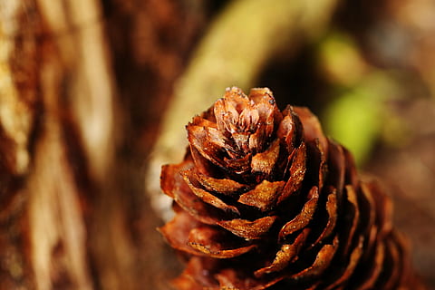 pinecone, makro, pobūdį, Iš arti, nėra žmonių, maisto, Maistas ir gėrimai, sutelkti dėmesį į naujas žinias, atrankinis dėmesys, ruda, pušies kūgis, dieną, augalų, lauke, šviežumas, modelį, grožis gamtoje, mediena - medžiaga, sveika mityba, kamino, pinaceae, spygliuočių medis, 5K, CC0, Viešasis domenas, nemokamai